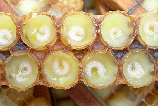 Royal jelly helps accelerate penis growth
